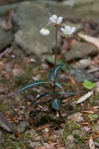 Striped Wintergreen Bare Root (Chimaphila maculata) - 5 Pack - Evergreen