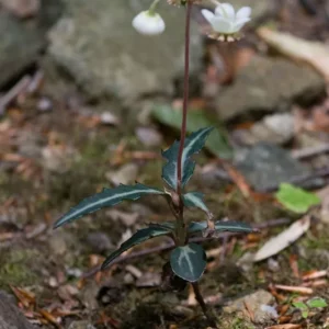 Striped Wintergreen Bare Root (Chimaphila maculata) - 5 Pack - Evergreen