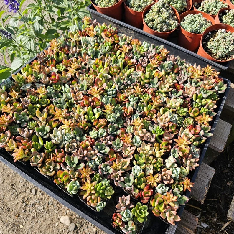 Succulent 2in Combo Pot – Assorted Succulents – Unique Gift and Party Favor