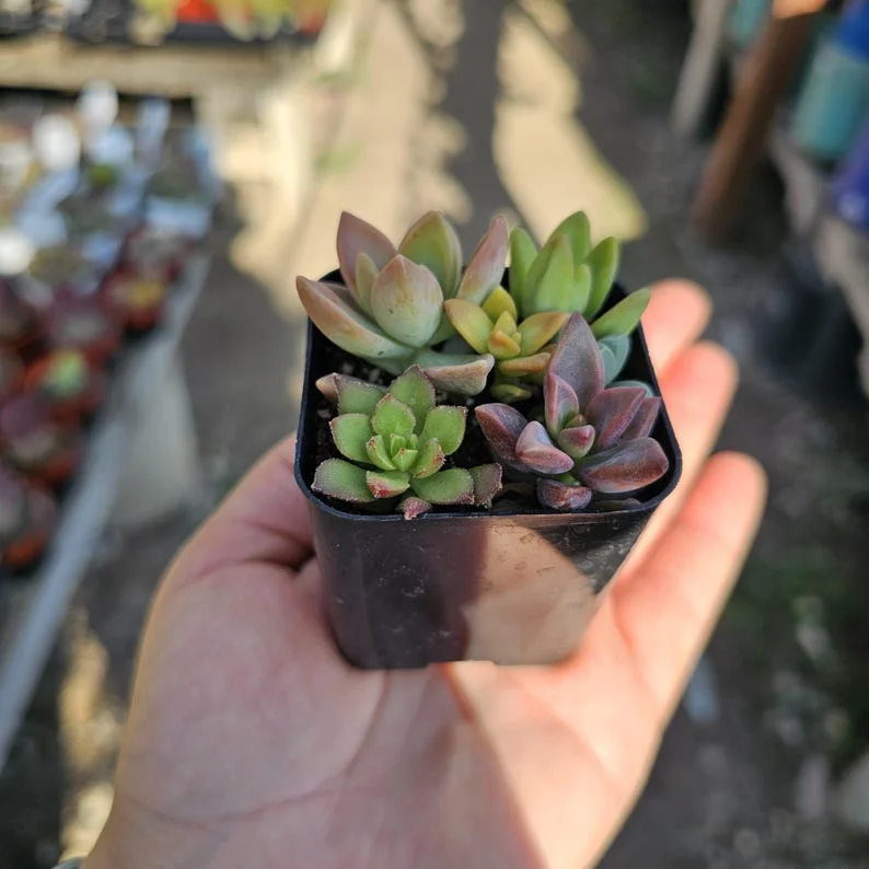 Succulent 2in Combo Pot – Assorted Succulents – Unique Gift and Party Favor