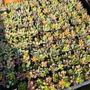 Succulent 2in Combo Pot – Assorted Succulents – Unique Gift and Party Favor