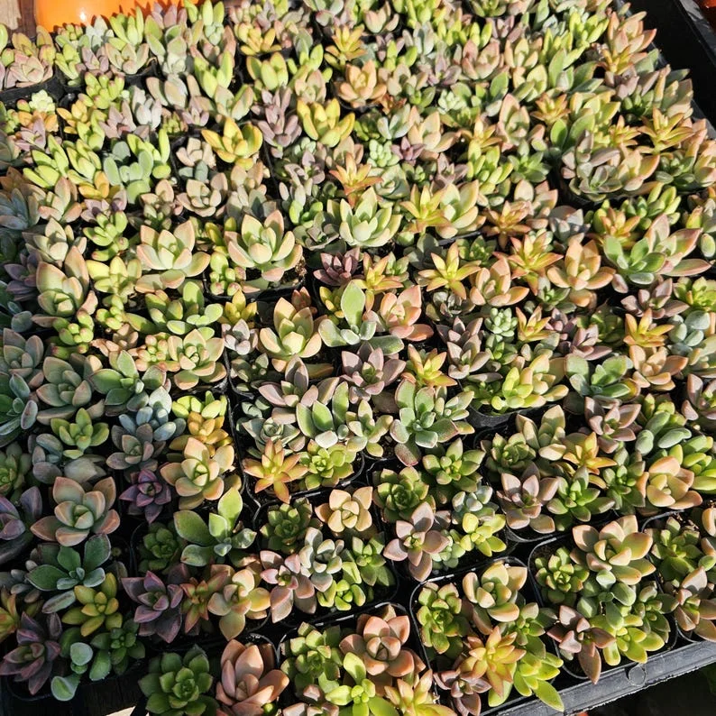 Succulent 2in Combo Pot – Assorted Succulents – Unique Gift and Party Favor