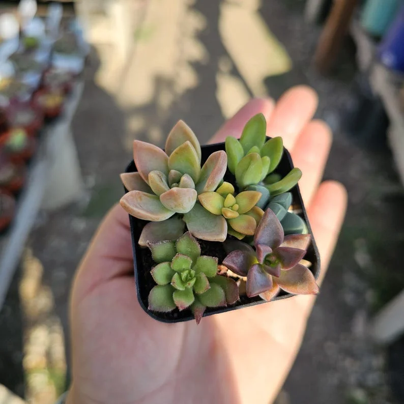 Succulent 2in Combo Pot – Assorted Succulents – Unique Gift and Party Favor
