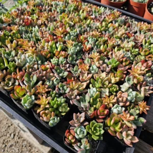 Succulent 2in Combo Pot – Assorted Succulents – Unique Gift and Party Favor