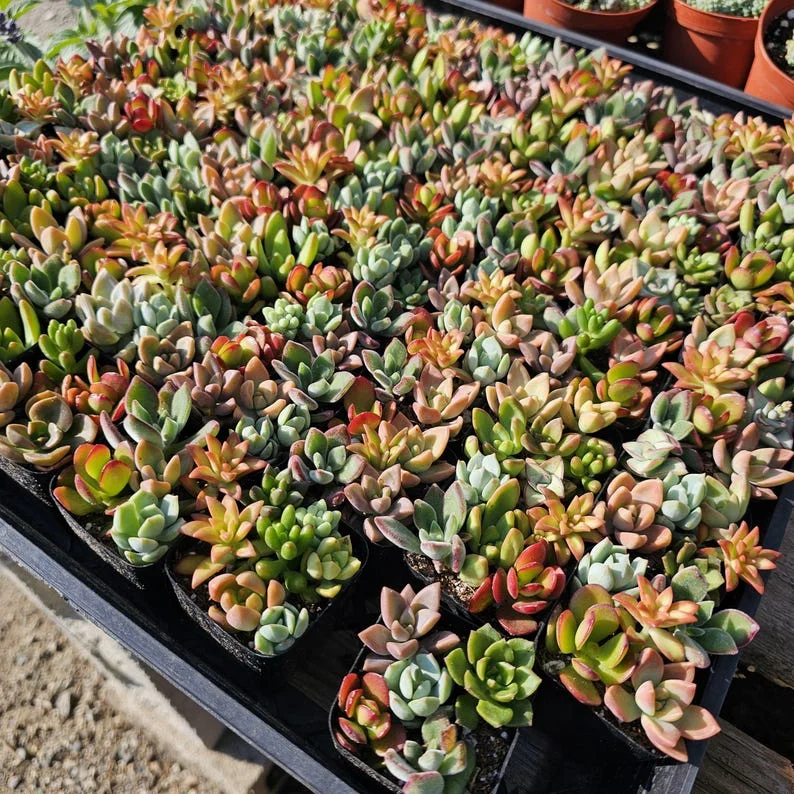 Succulent 2in Combo Pot – Assorted Succulents – Unique Gift and Party Favor