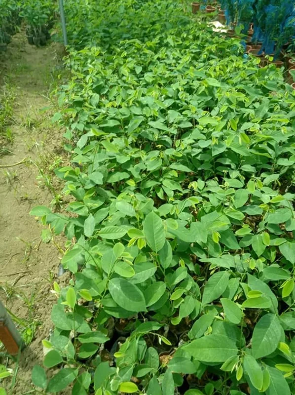 Sugar Apple Plant -Annona Squamosa- Live Custard Apple Tree - 12-16 Inch Sweetsop Plant in Half Gallon