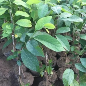Sugar Apple Plant -Annona Squamosa- Live Custard Apple Tree - 12-16 Inch Sweetsop Plant in Half Gallon