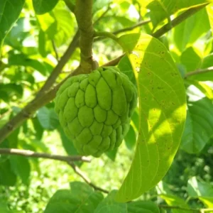 Sugar Apple Plant -Annona Squamosa- Live Custard Apple Tree - 12-16 Inch Sweetsop Plant in Half Gallon