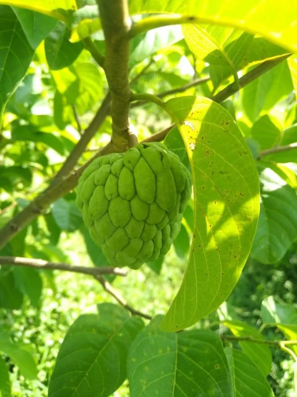 Sugar Apple Plant -Annona Squamosa- Live Custard Apple Tree - 12-16 Inch Sweetsop Plant in Half Gallon
