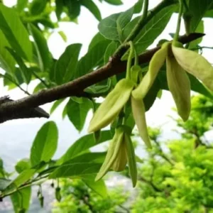 Sugar Apple Plant -Annona Squamosa- Live Custard Apple Tree - 12-16 Inch Sweetsop Plant in Half Gallon