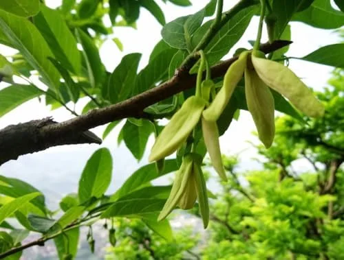 Sugar Apple Plant -Annona Squamosa- Live Custard Apple Tree - 12-16 Inch Sweetsop Plant in Half Gallon