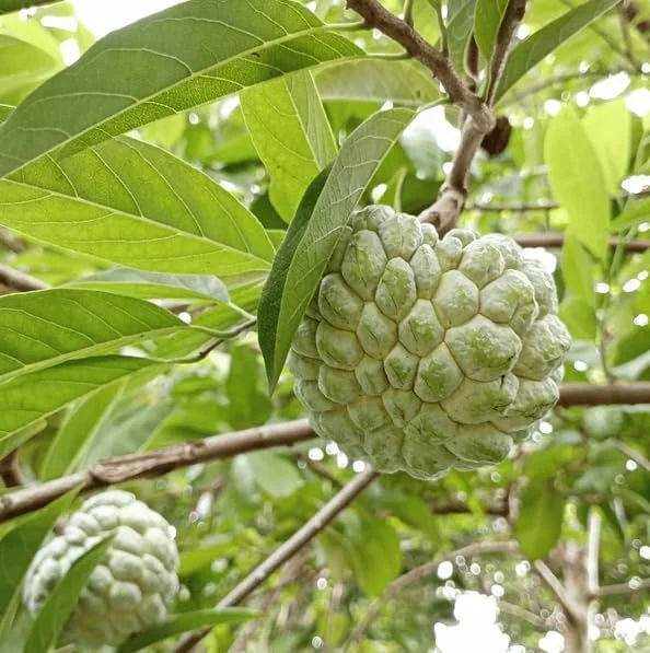 Sugar Apple Plant -Annona Squamosa- Live Custard Apple Tree - 12-16 Inch Sweetsop Plant in Half Gallon