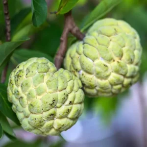 Sugar Apple Plant -Annona Squamosa- Live Custard Apple Tree - 12-16 Inch Sweetsop Plant in Half Gallon