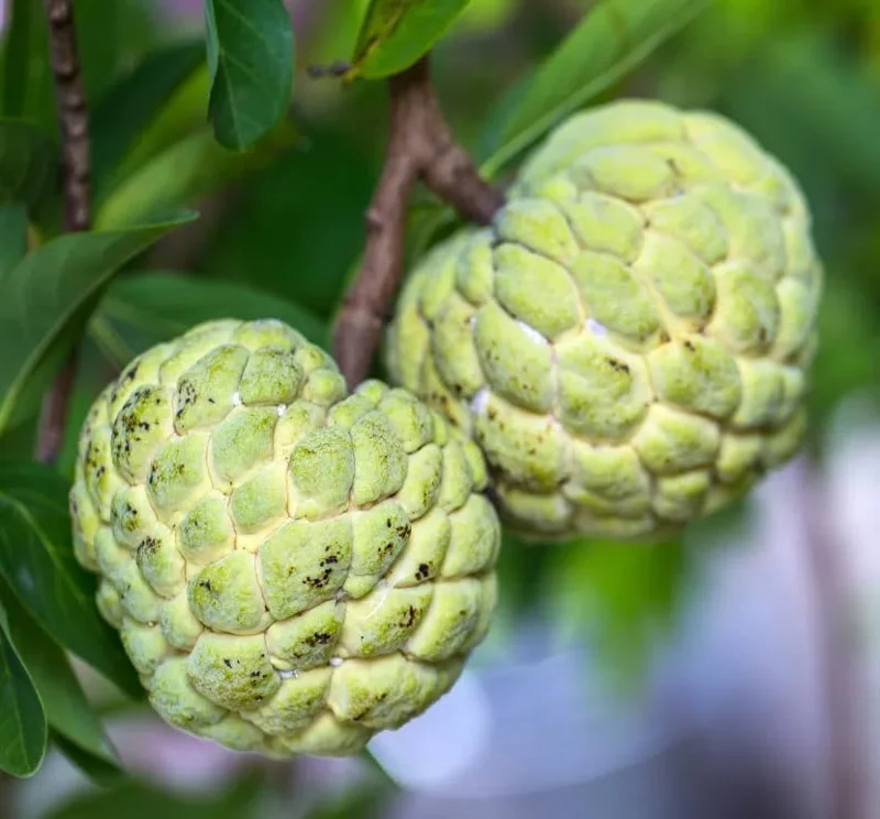 Sugar Apple Plant -Annona Squamosa- Live Custard Apple Tree - 12-16 Inch Sweetsop Plant in Half Gallon