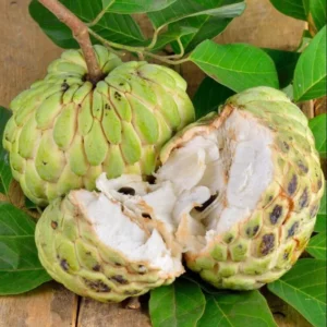 Sugar Apple Tree Live Plant - 5-8 Inch Tropical Annona Squamosa Sweet Soursop Fruit Tree