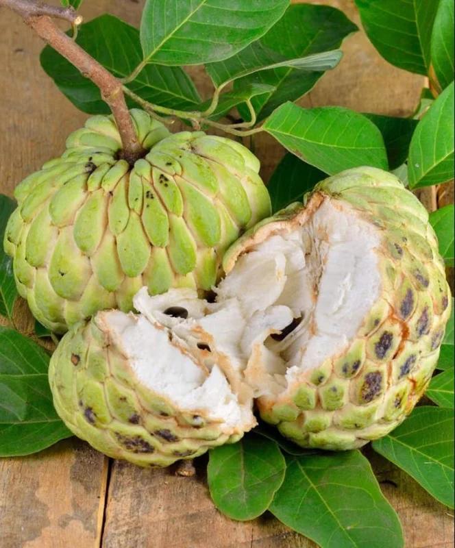 Sugar Apple Tree Live Plant - 5-8 Inch Tropical Annona Squamosa Sweet Soursop Fruit Tree
