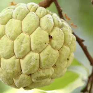 Sugar Apple Tree Live Plant - 5-8 Inch Tropical Annona Squamosa Sweet Soursop Fruit Tree