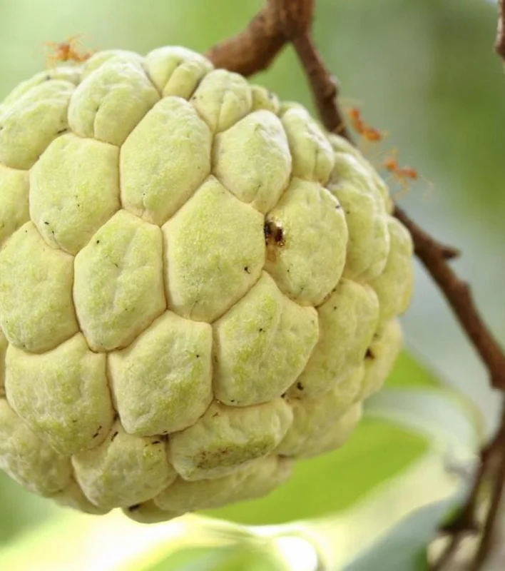 Sugar Apple Tree Live Plant - 5-8 Inch Tropical Annona Squamosa Sweet Soursop Fruit Tree