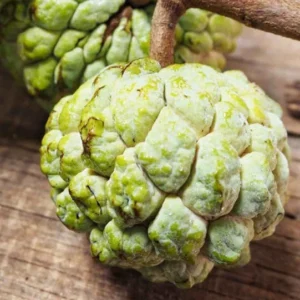 Sugar Apple Tree Live Plant - 5-8 Inch Tropical Annona Squamosa Sweet Soursop Fruit Tree