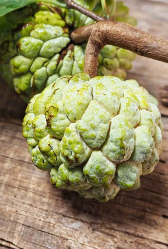 Sugar Apple Tree Live Plant - 5-8 Inch Tropical Annona Squamosa Sweet Soursop Fruit Tree