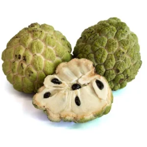 Sugar Apple Tree Live Plant - 5-8 Inch Tropical Annona Squamosa Sweet Soursop Fruit Tree
