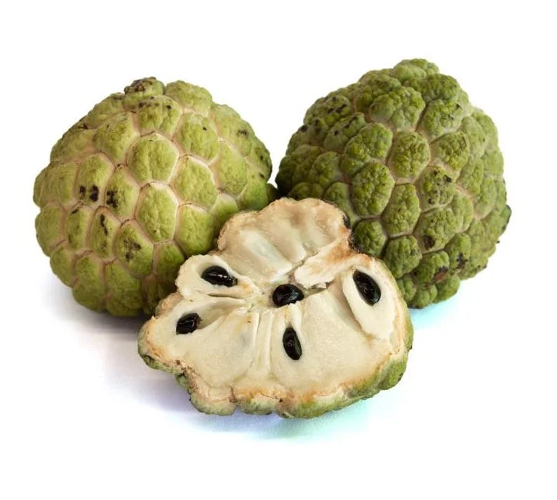 Sugar Apple Tree Live Plant - 5-8 Inch Tropical Annona Squamosa Sweet Soursop Fruit Tree