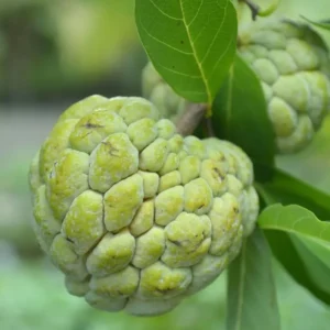 Sugar Apple Tree Live Plant - 5-8 Inch Tropical Annona Squamosa Sweet Soursop Fruit Tree