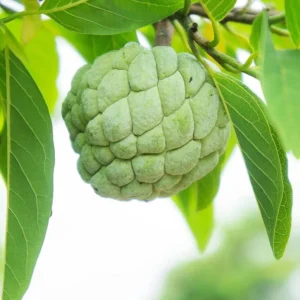Sugar Apple Tree Live Plant - 5-8 Inch Tropical Annona Squamosa Sweet Soursop Fruit Tree