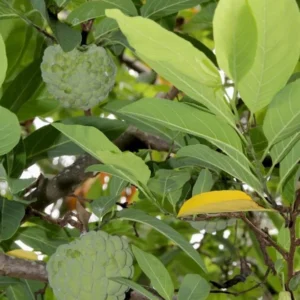 Sugar Apple Tree Live Plant - 5-8 Inch Tropical Annona Squamosa Sweet Soursop Fruit Tree