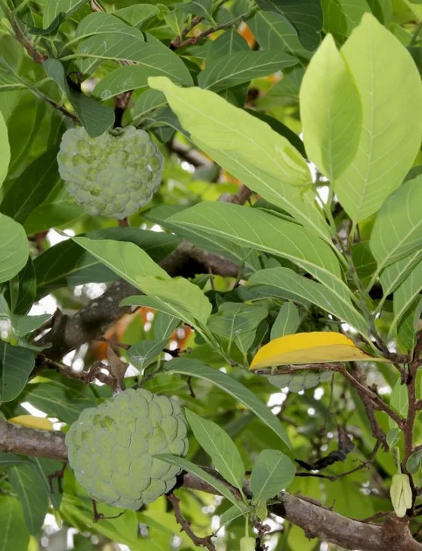 Sugar Apple Tree Live Plant - 5-8 Inch Tropical Annona Squamosa Sweet Soursop Fruit Tree