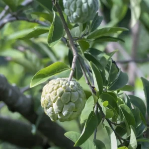 Sugar Apple Tree Live Plant - 5-8 Inch Tropical Annona Squamosa Sweet Soursop Fruit Tree