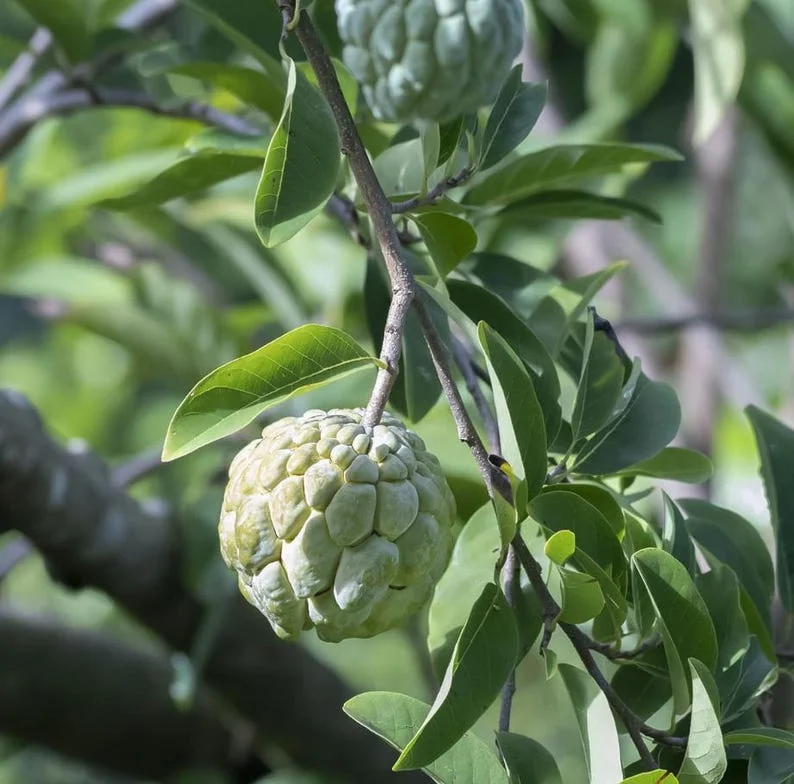 Sugar Apple Tree Live Plant - 5-8 Inch Tropical Annona Squamosa Sweet Soursop Fruit Tree