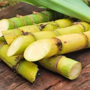 Sugar Cane Plant Cuttings - Sugarcane Sweet Cane Unroot 3 Unrooted Green Tree Starts 6-8 Inch Long