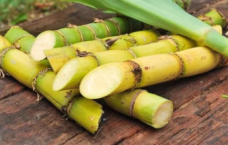 Sugar Cane Plant Cuttings - Sugarcane Sweet Cane Unroot 3 Unrooted Green Tree Starts 6-8 Inch Long