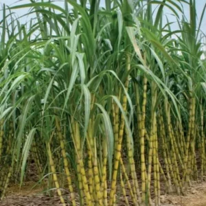 Sugar Cane Plant Green Tree Sugarcane Plant Sweet Cane Plant 6-8 Inch TallLive Plant in 4 Inch Pot