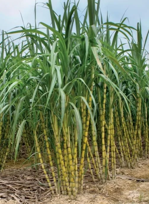 Sugar Cane Plant Green Tree Sugarcane Plant Sweet Cane Plant 6-8 Inch TallLive Plant in 4 Inch Pot