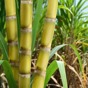 Sugar Cane Plant Green Tree Sugarcane Plant Sweet Cane Plant 6-8 Inch TallLive Plant in 4 Inch Pot