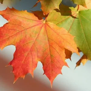Sugar Maple Tree Quart Pot - Hardy & Vibrant Fall Foliage