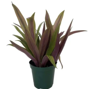 Sunny Star Moses in the Cradle Plant – Tropical Indoor Plant, 4