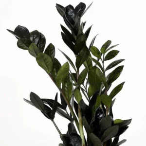 Super Nova Black ZZ Plant - Indoor Houseplant - 5