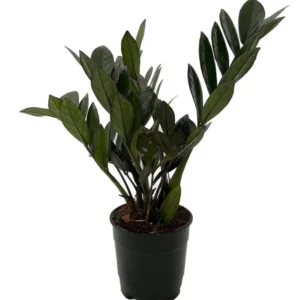 Super Nova Black ZZ Plant - Indoor Houseplant - 5