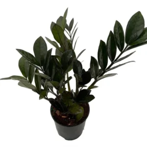 Super Nova Black ZZ Plant - Indoor Houseplant - 5