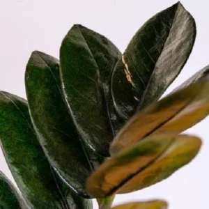 Super Nova Black ZZ Plant - Indoor Houseplant - 5
