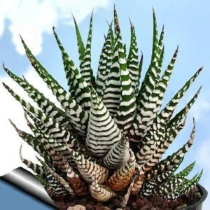 Super Zebra Plant - Easy-Care Haworthia Succulent in 2.5