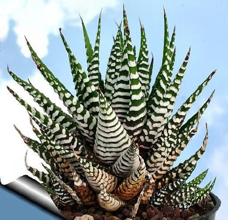 Super Zebra Plant - Easy-Care Haworthia Succulent in 2.5" Pot