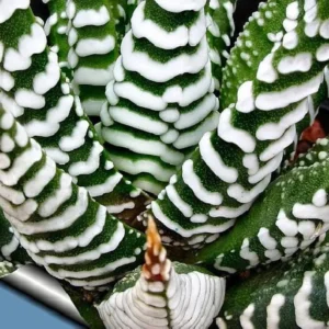 Super Zebra Plant - Easy-Care Haworthia Succulent in 2.5