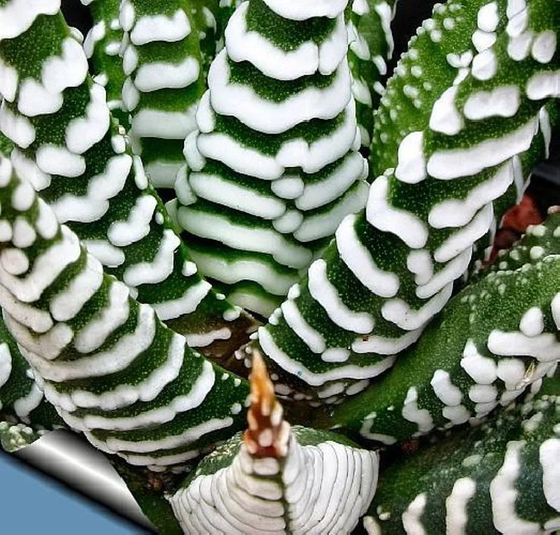 Super Zebra Plant - Easy-Care Haworthia Succulent in 2.5" Pot