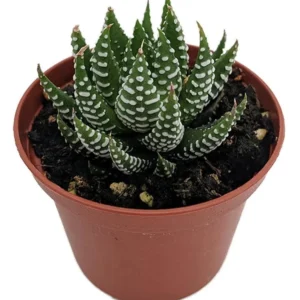 Super Zebra Plant - Easy-Care Haworthia Succulent in 2.5