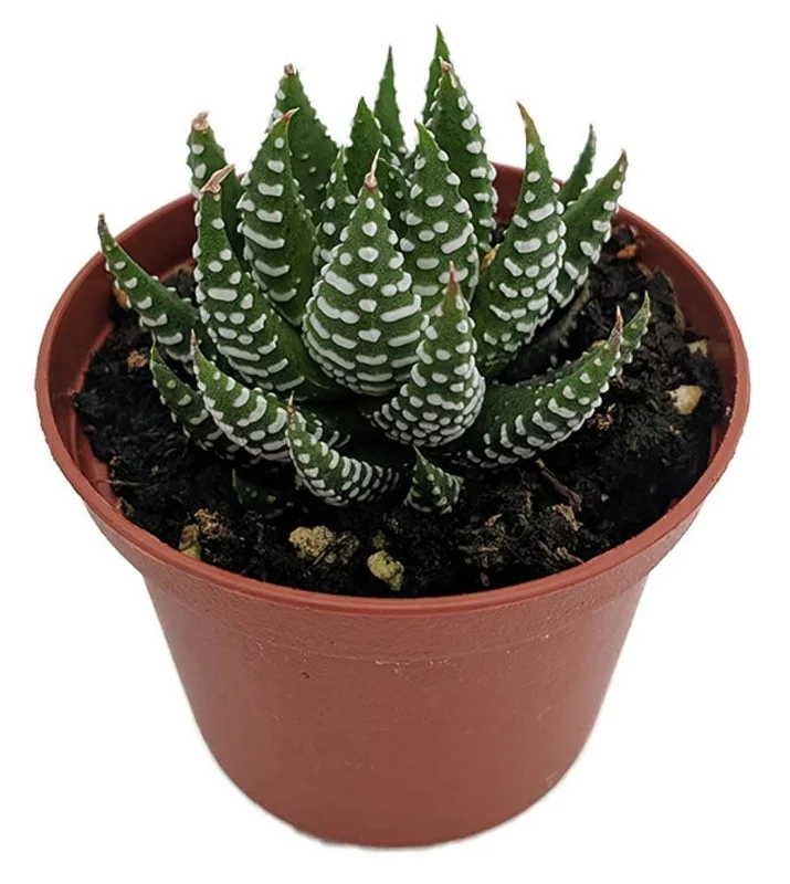 Super Zebra Plant - Easy-Care Haworthia Succulent in 2.5" Pot