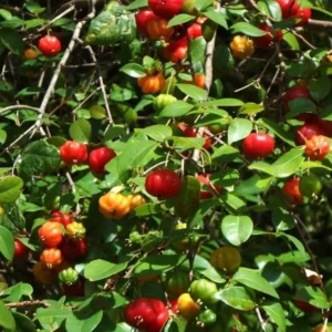 Surinam Cherry Tree - Live Star Cherry Plant Dark Red Fruit Tree 8-12 Inch - Eugenia Uniflora Pitanga - Half Gallon Pot